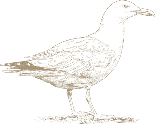 This is a sepia-toned illustration of a bird, resembling a seagull, standing on the ground facing to the right, with detailed line work.